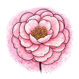 camelia