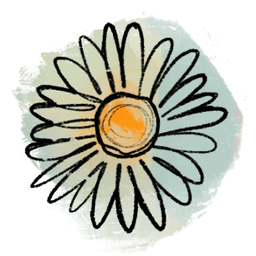 daisy