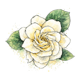 gardenia