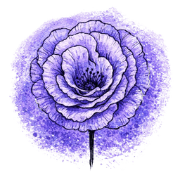 lisianthus