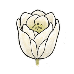 tulipwhite