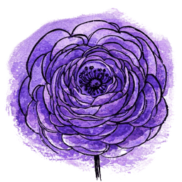 violeta