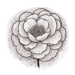 camelia