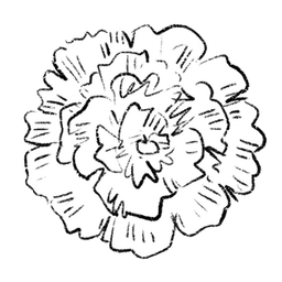carnation