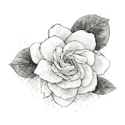 gardenia