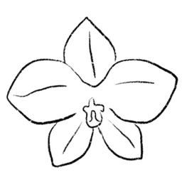 orchid