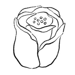 tulip