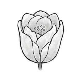 tulipwhite
