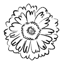 zinnia